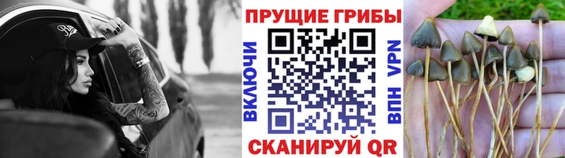 Галлюциногенные грибы Psilocybine cubensis  цены наркотик  блэк спрут ссылка  Каменск-Шахтинский 